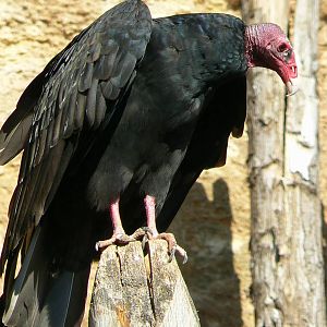 Giant south american aviary - Turkey vulture