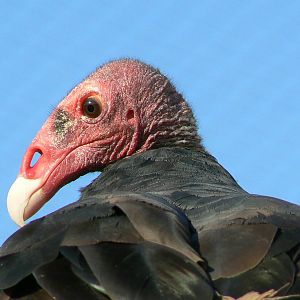 Giant south american aviary - Turkey vulture