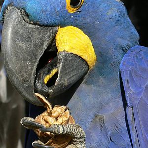 Giant south american aviary - Hyancinth macaw