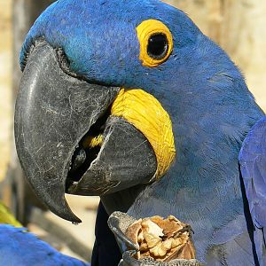 Giant south american aviary - Hyancinth macaw