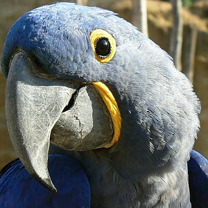 Giant south american aviary - Hyancinth macaw