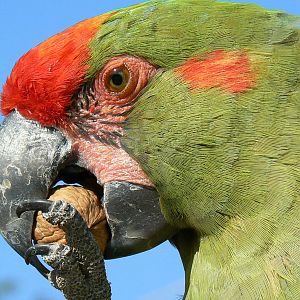Giant south american aviary - Red-fronted macaw