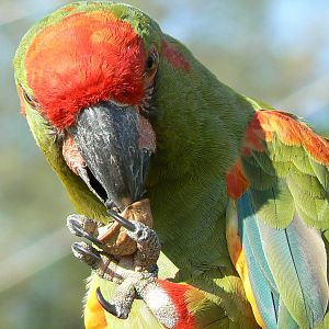 Giant south american aviary - Red-fronted macaw