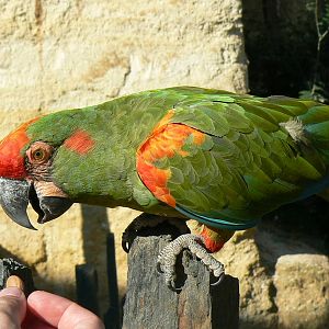 Giant south american aviary - Red-fronted macaw