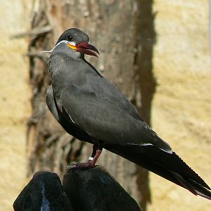 Giant south american aviary - Inca tern