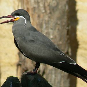 Giant south american aviary - Inca tern