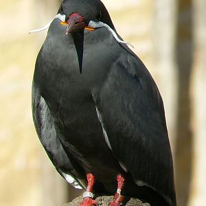 Giant south american aviary - Inca tern