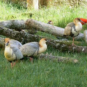 Giant south american aviary - Black-faced ibisses