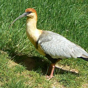 Giant south american aviary - Black-faced ibis