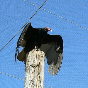 Giant south american aviary - Turkey vulture