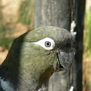 Giant south american aviary - Chilean burrowing parrot
