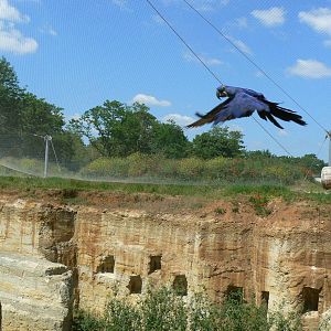 Giant south american aviary - Hyacinth macaw flying