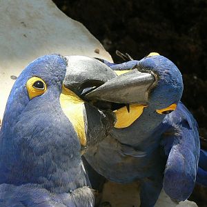 Giant south american aviary - Hyacinth macaws' french kiss