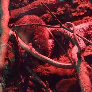 Australian Water Rat at London, 16/11/11