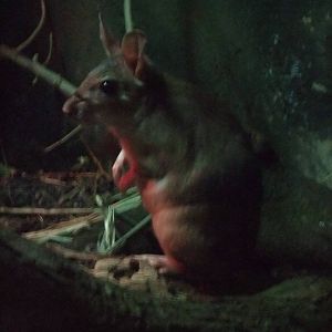 Giant Jumping Rat at London, 16/11/11