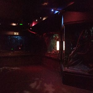 Rat Exhibits at London, 16/11/11