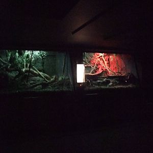 Rat Exhibits at London, 16/11/11