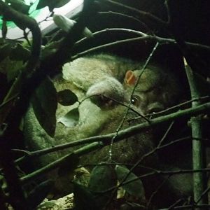 Potto at London, 16/11/11