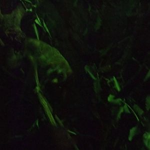 Northern Slender Loris at London, 16/11/11