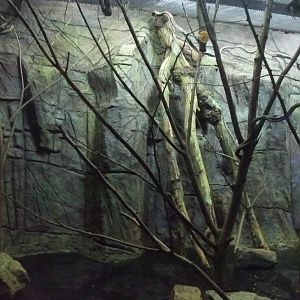 Fruit Bat Exhibit at London, 16/11/11