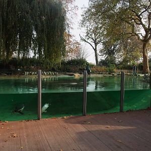 Penguin Beach at London, 16/11/11