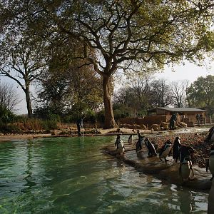 Penguin Beach at London, 16/11/11