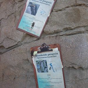 Penguin Beach at London, 16/11/11