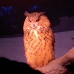 Eurasian Eagle Owl