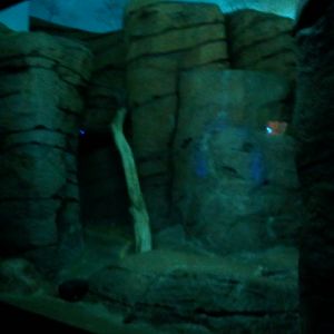 Night Hunters-Caracal exhibit