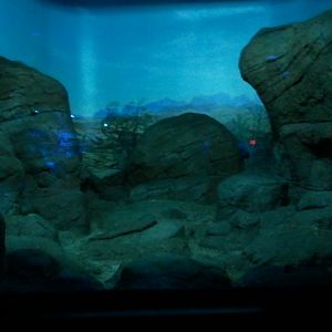 Night Hunters-Bat-eared Fox exhibit