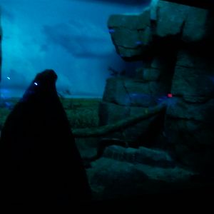 Night Hunters-Fennec Fox exhibit