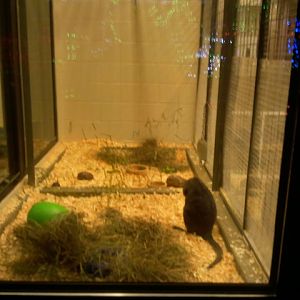 Children's Zoo-Parma Wallaby exhibit