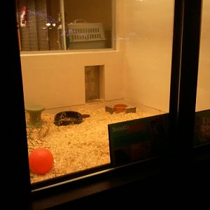 Festival of Lights 2011-Children's Zoo-Bennett's Wallaby nursery