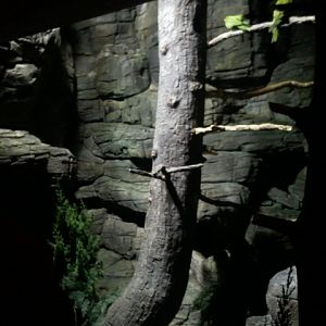 Wings of the World-Montane(2 species)