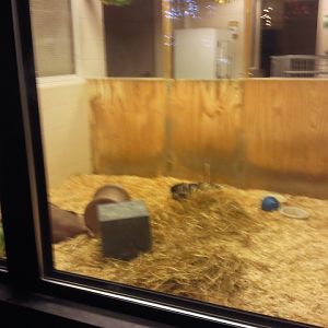 Children's Zoo-Aardvark nursery