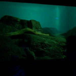 Night Hunters-Arabian Sand Cat exhibit