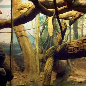 Jungle Trails-Tropical African Animals-Coquerel's Sifaka exhibit