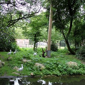 Planckendael - African Aviary