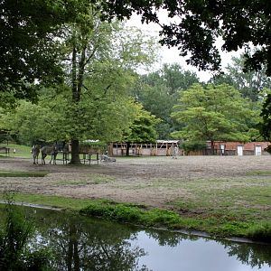 Planckendael - Africa (Zebra savannah)
