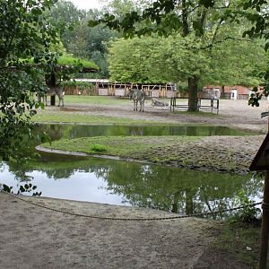 Planckendael - Africa (Zebra savannah)