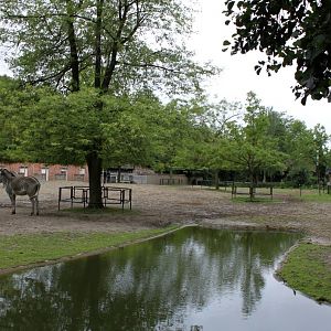 Planckendael - Africa (Zebra savannah)