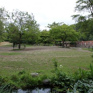 Planckendael - Africa (Zebra savannah)