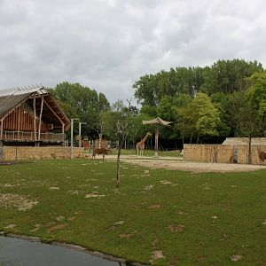 Planckendael - Africa (Giraffe savannah)