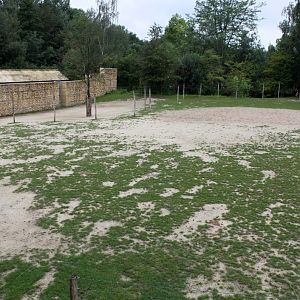 Planckendael - Africa (Giraffe savannah)