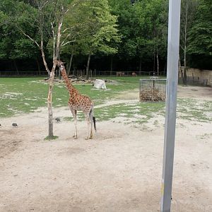 Planckendael - Africa (Giraffe savannah)