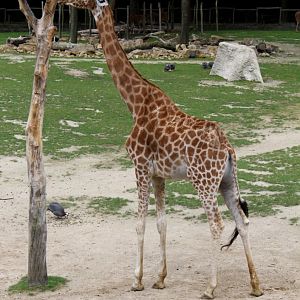 Planckendael - Africa (Kordofan giraffe)