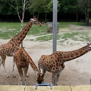 Planckendael - Africa (Kordofan giraffes)