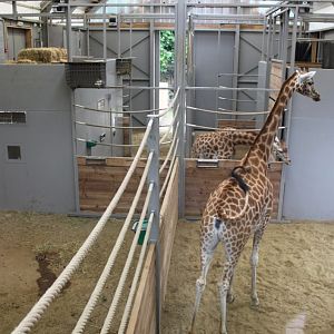 Planckendael - Africa (Giraffe House)