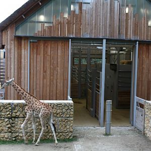 Planckendael - Africa (Giraffe House)