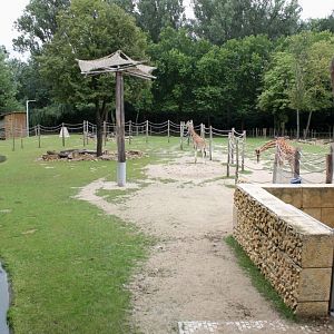 Planckendael - Africa (Giraffe savannah)